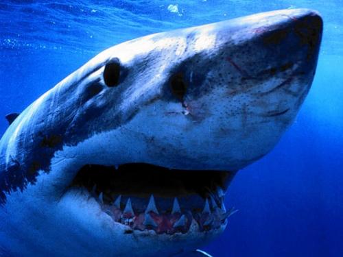 shark tooth - thast the deadly sea animal