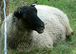 Sheep - Black headed sheep
