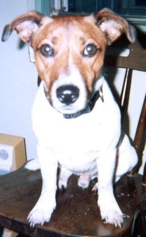 Mojo - This is my dog Mojo. He is truly a sweetheart and smartie too