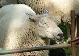 Sheep - A sheep with his eyes closed