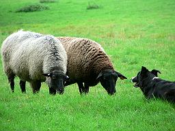 Sheep  - Sheep and a sheep dog