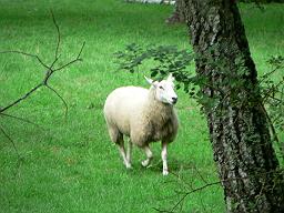 Sheep - A running sheep