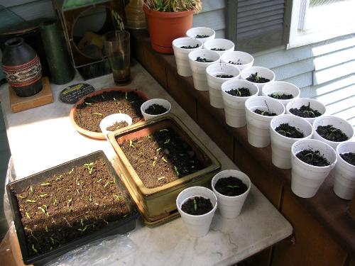 tomatoes, gardening - tomatoes, sprouts, gardening