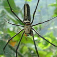spiders - spiders help us