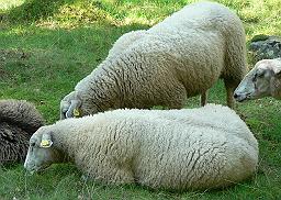 Sheep - A group of white sheep