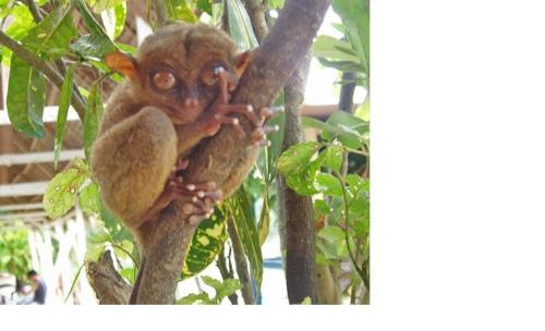 tarsier - smallest monkey in the world