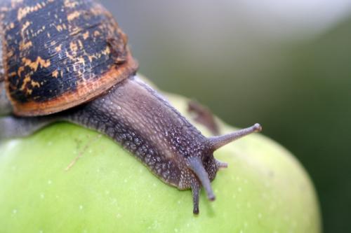 Snail as in 'Snail Mail' - The Post Office mail is often called 'snail mail' because it is slower than email.