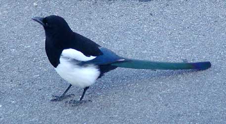 Magpie - A photo of the type of bird that scared us as kids.