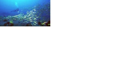diving spot - photo taken during a diving spot in Panglao,  Bohol.