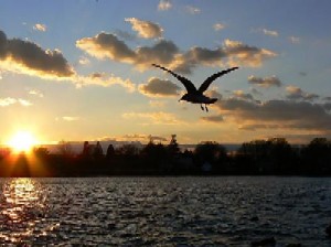 Bird - Bird flying at sunset.