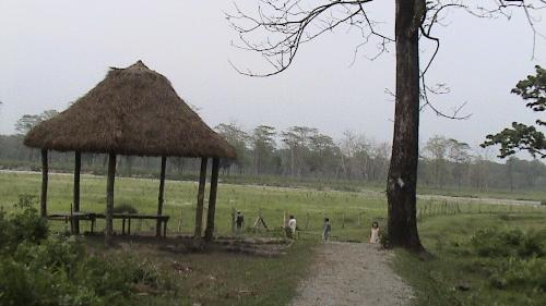 coteg - in jungle vew
