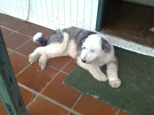 My SheepDog - This is Principezza, my lovely Old English Sheepdog. She is very nice and like to sit with me to see TV.