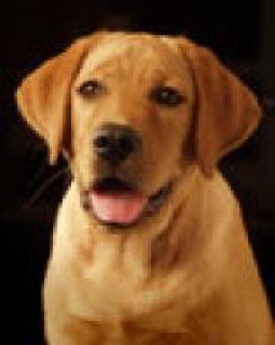 Fox red Labrador - A Fox red Puppy infront of a black back ground looking at the camera with adorable eyes