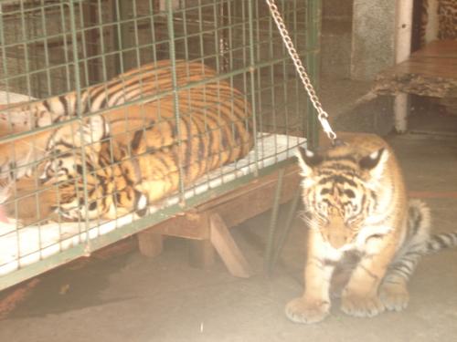 Tigers - Seemingly harmless, this picture shows two future generals of the wild--the baby tigers. 
