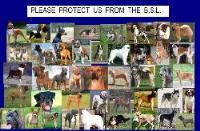 pleas protect these animals...