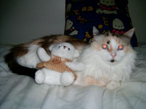 My cat Blue - my Cat with a bear