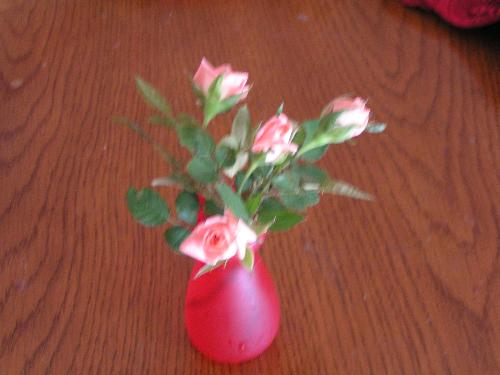 Minature roses - These are blooms off my minature rose bush that I got for Mother&#039;s Day last year. This is the first one I have had that blooms so much. I was tickled to get so many blooms at once. They are each about the size of my thumbnail.