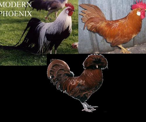 three breeds of chicken - These are the three breeds I may use to produce a Firey Phoenix