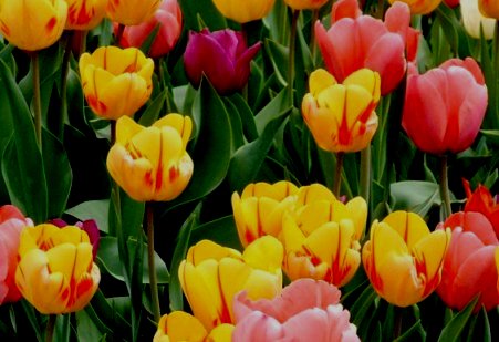 Holland, Michigan, USA  - Holland hosts the annual Tulip Time Festival each May, when more then six million tulips cover the city in color. There are lots of other attractions as will including old fashioned candle making and a visit to Dutch Village where you can see windmills and many other Dutch things.