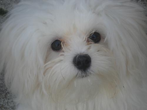 Cloud My Singing Maltese - Cloud is the name of my male maltese dog. He is so lovable and...he sings!!! His favorite is 'Think of Me' from Phantom of the Opera. When my daughter starts playing the tune on the piano, he would run towards her, and stay underneath the piano and sing...to everyone's delight.