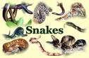 snakes - pictures of snakes,, big snakes