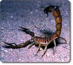 Scorpion - I loathe them