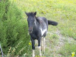 horses - this is a horse behind our land, out kids love to pet them and feed them grass. thats why i love the nautre, you see alot you would not see in the city,