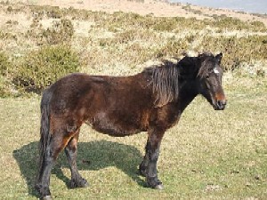 Horse - A beautiful horse.