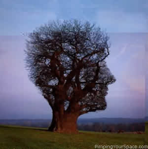 Face- Shaped Tree - Have you seen a face shaped tree? Well, so this is how it looks.I guess it would be more wonderful if this tree could talk.But I believe that can only be true in movies.