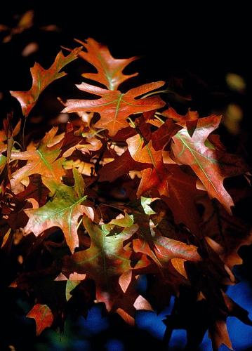 Oak leaves in the fall - Oak leaves in the fall season.
