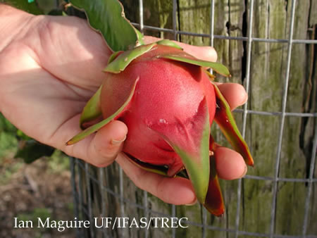 dragon fruit - dragon fruit fresh from tree