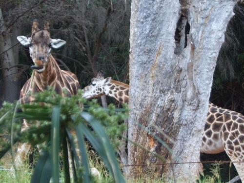 Giraffe&#039;s at the Perth Zoo - I have always loved giraffe&#039;s the best, they just look so cool.