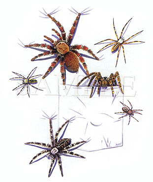 spiders - Spiders...not all spiders are poisionous