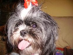 Picture of Sage - Just a regular old picture of my 3 year old Shih Tzu Sage!