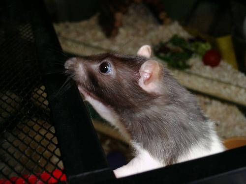 Millie - my little rat millie.