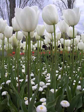 Tulips  - Loveley tulips to make anyone&#039;s day.