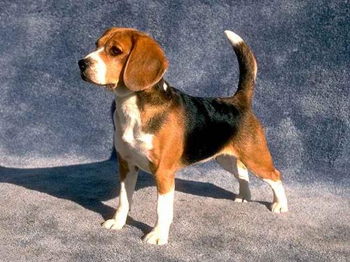 Beagle - Isn't he beautiful? It is my kind of dog :)