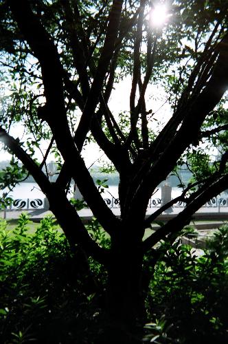 A tree - A tree is facing the Red River in Shreveport, LA