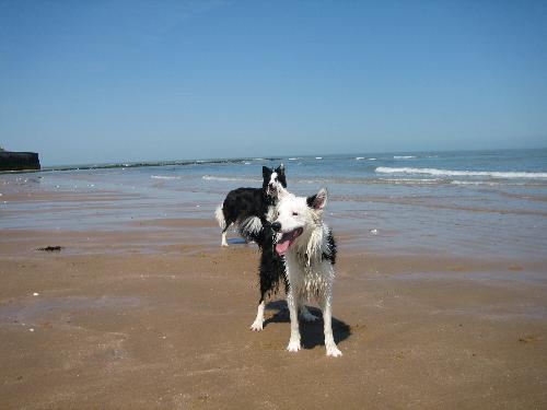 Joss bay kent - Tom and Patch my dogs again