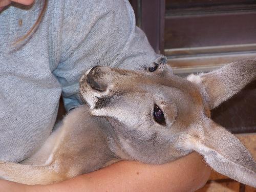 red kangaroo - This is mac a large male red kangaroo that i have reared and released.Here he has just been given an injection to sedate so we can transfer him out to the release site