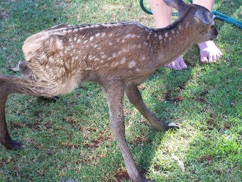 deer - Bambi our pet deer that new it`s just taking his first tender setps