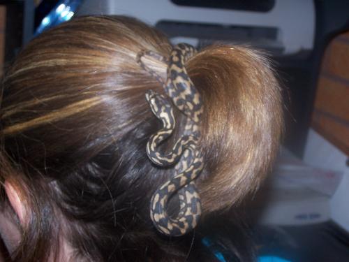pet snake - this is ' Nina ' our pet atherton jungle python