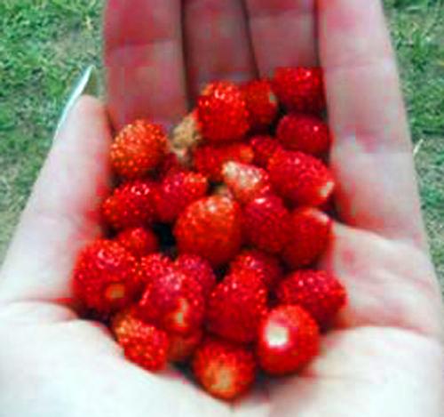 wild strawberry - wild strawberry from small forest