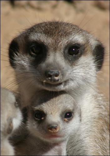 animal planet - The meerkats on animal planet.