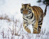 animal planet - animal planet..photo of a tiger.