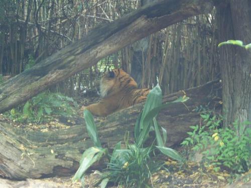 Tiger at Perth Zoo - The tiger lazing in his enclosure at the Perth Zoo.