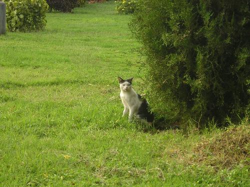 Cat in the park ! - Here is a cat in the park and it's trying to catch some flies.