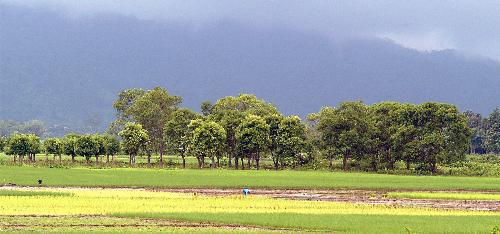 Landscape of my county - Landscape of assam