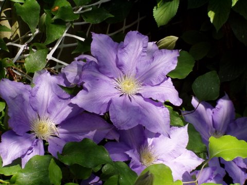 clematis - named The president, taken before it was destroyed by workmen repairing fence. who said' we aint gardeners mate'