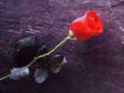 rose - red rose a symbol of love